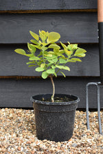 Cotinus coggygria 'Golden Spirit' -'3lt