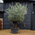 Olive Tree | Olea Europea - Specimen 16A - Gnarly Three Branched - Trunk height 60cm - Height 210-230cm - 285lt