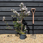 Philadelphus 'Casa Azul' - Shrub - Height 70-90cm -5lt