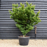 Acer palmatum 'Crispifolium' - 'Shishi-gashira' | Japanese maple Lion's Head - Girth 20cm - Height 180-190cm - 130lt