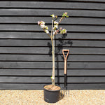 Apple tree 'Red Devil' | Malus domestica - MM106 - Semi-Dwarfing - 150-160cm - 20lt