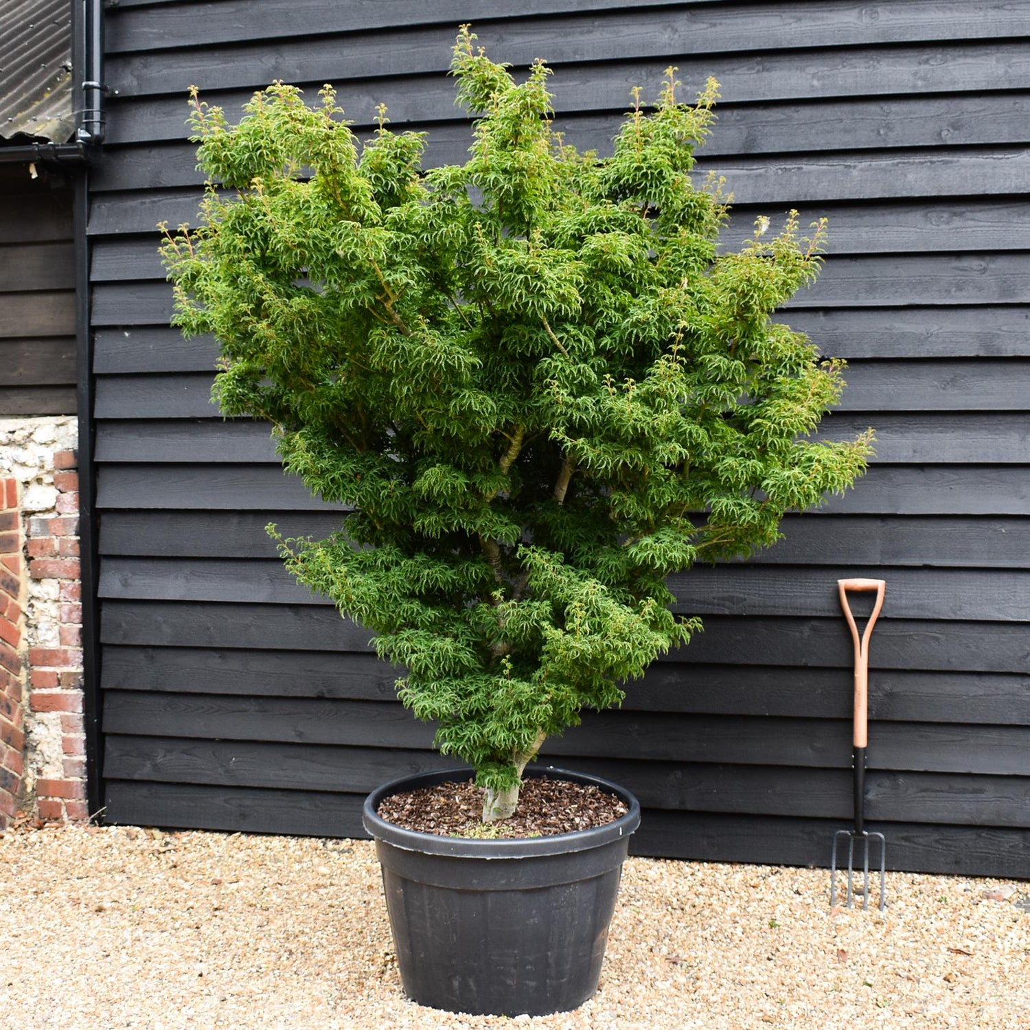 Acer palmatum 'Crispifolium' - 'Shishi-gashira' | Japanese maple Lion's Head - Girth 20cm - Height 180-190cm - 130lt