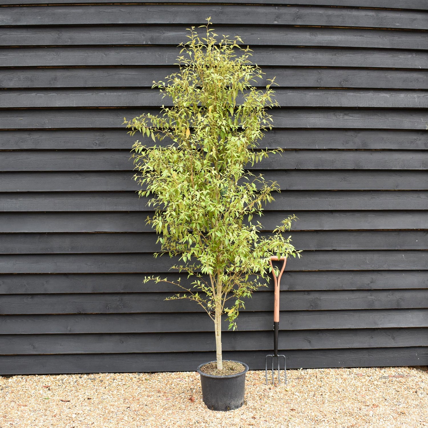 Hoheria sexstylosa Snow White | Ribbonwood - Bushy - 180-240cm - 20lt