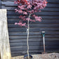 Acer palmatum Okagami 1/2 std | Japanese maple 'O-kagami', Clear Stem - 120-150cm, 10lt