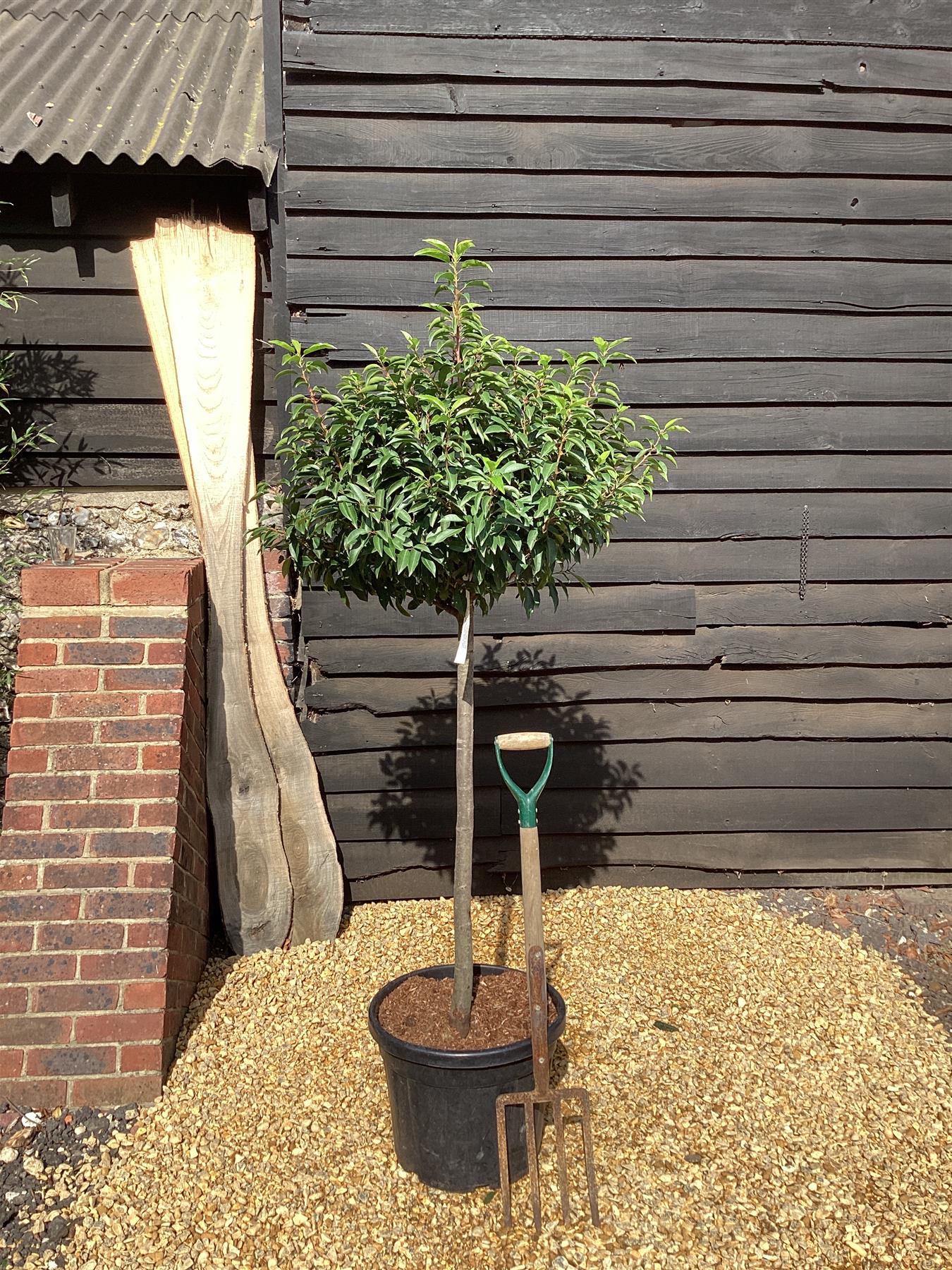 Prunus lusitanica 1/2 Std Clear Stem - 180-190cm, 35lt