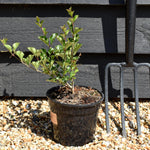 Syringa meyeri 'Palibin' - Shrub - Height 15-25cm - 3lt