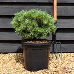 Pinus sylvestris 'Martham' - Height 30-35cm -Width 40-50cm - 18lt