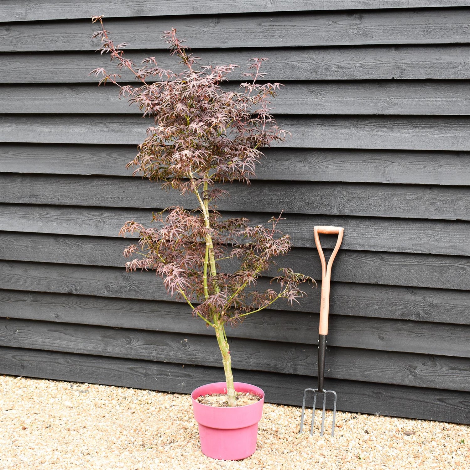 Acer palmatum 'Starfish' | Japanese maple 'Starfish' - 150-170cm - 15lt