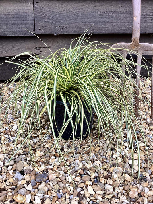 Carex Morrowii 'Evergold' - 50/60cm, 5lt