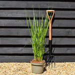 Panicum virgatum 'Northwind' - Grass - Herbaceous Perennial - Height 70-80cm - 6.5lt