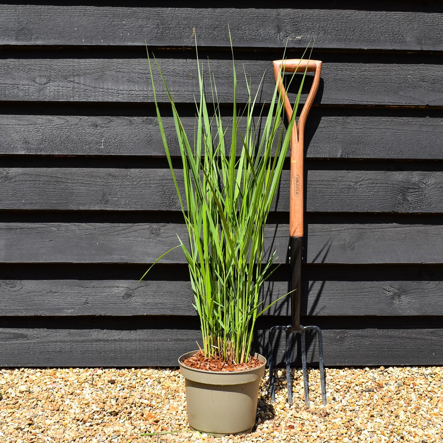 Panicum virgatum 'Northwind' - Grass - Herbaceous Perennial - Height 70-80cm - 6.5lt