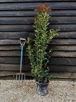 Photinia Magical Volcano | Christmas berry - Bush - Shrub - Hegding - 80-100cm - 8lt