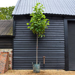 Liriodendron tulipifera | Tulip Tree - Clear Stem - Girth 10-12cm - Height 360-370cm - 70lt