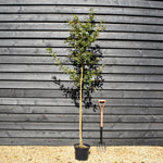 Downy Oak | Italiak Oak | Quercus pubescens - Height 180-200cm - Girth 6-8cm - Pot Grown - 10lt
