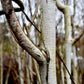 Betula utilis jacquemontii | Kashmir Birch - Multistem - 235-285cm, 45lt