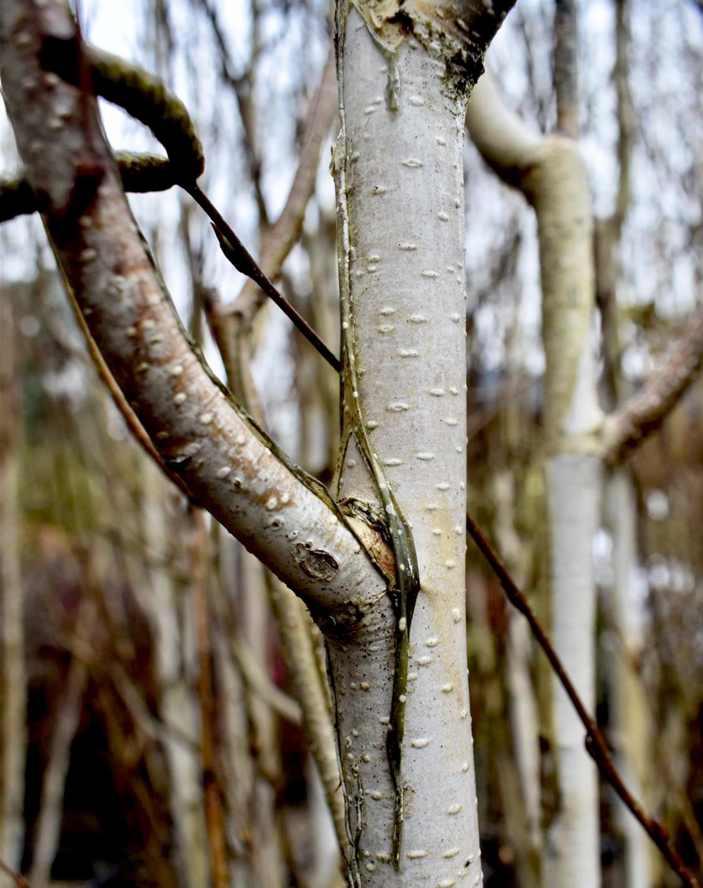 Betula utilis jacquemontii | Kashmir Birch - Multistem - 235-285cm, 45lt