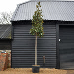 Magnolia Grandiflora 'Galissonniere' | Southern Magnolia 'Galissonniere' - Standard -Clear Stem 180-200cm - Girth 14-16cm - Height 410-450cm - 90lt