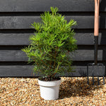 Sciadopitys Verticillata | Japanese umbrella tree - Height 50-60cm - 3lt