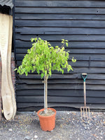 Morus alba 'Pendula' | Weeping White Mulberry - 180-220cm, 30lt