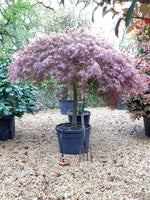 Acer palmatum 'Garnet' | Garnet Japanese Maple - Girth 20cm - Stem 130cm - 180cm - 130lt