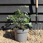 Eucalyptus cinerea - Bushy - Height 50-60cm - 5lt