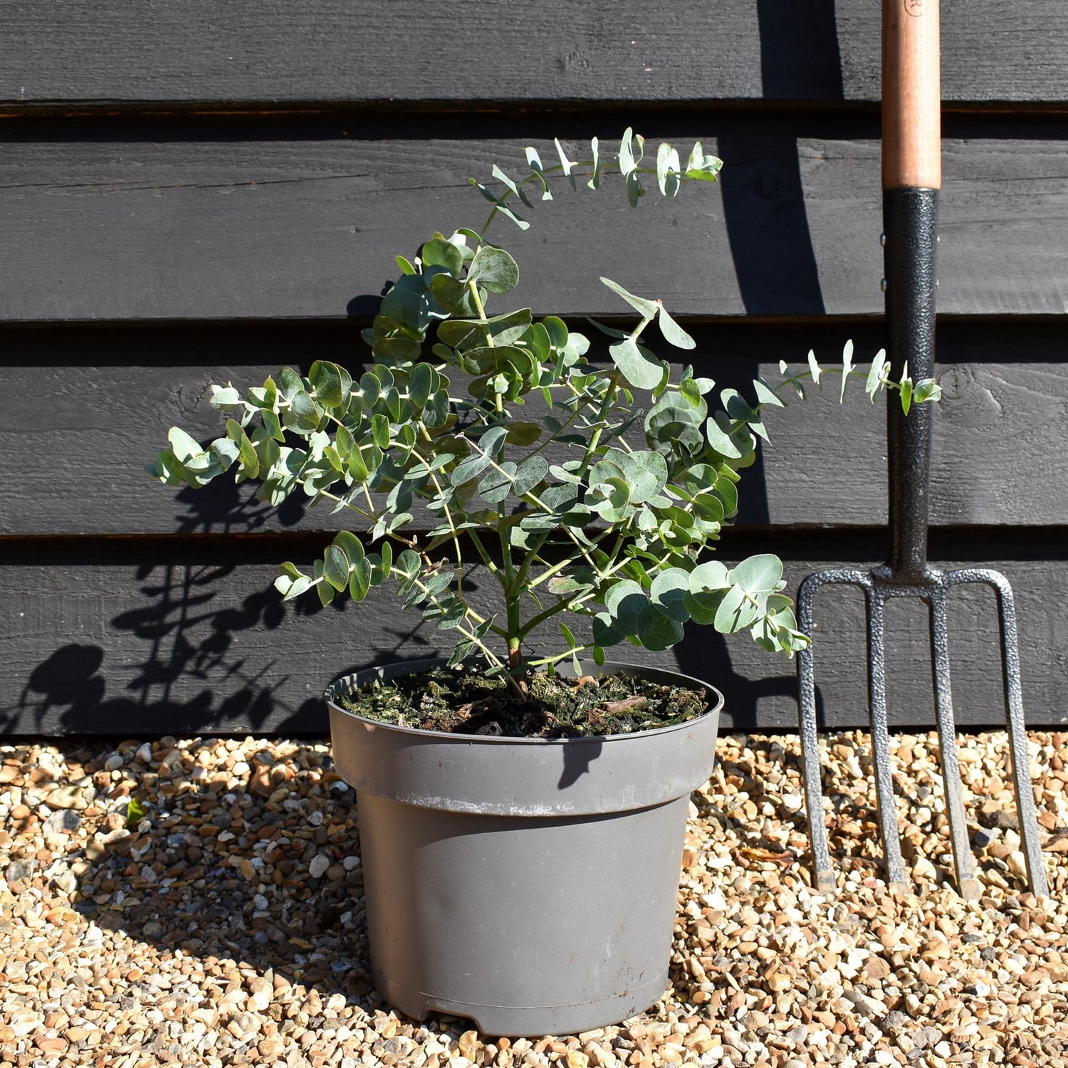 Eucalyptus cinerea - Bushy - Height 50-60cm - 5lt