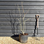 Magnolia x soulangeana - Bush - Height 140-150cm - 20lt