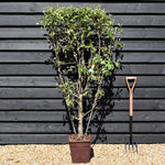 Malus Communis - 'Fuji' - Apple Tree - Espalier - Height 140-150cm - 15lt