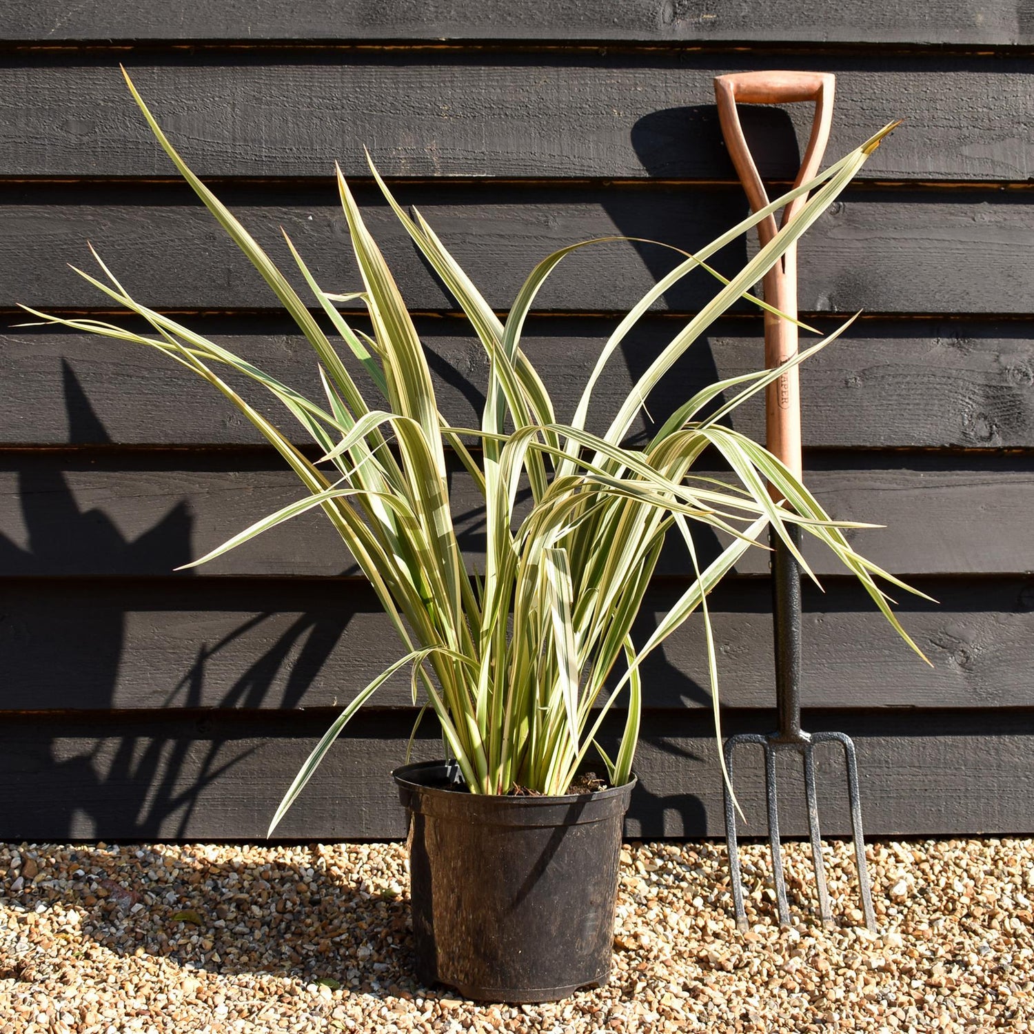 Phormium 'Tricolour' - Height 40-60cm - 7.5lt