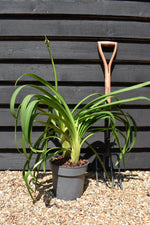 Agapanthus "Black Jack" | African Lily - 6lt