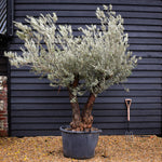 Olive Tree | Olea Europea - Specimen 15A - Double Branch - Trunk Height 110cm - Height 200-220cm - 160lt