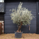 Olive Tree | Olea Europea - Specimen 17A - Double Branch - Trunk Height 110cm - Height 230cm - 250cm - 160lt
