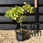 Cotinus coggygria 'Golden Spirit' -'3lt