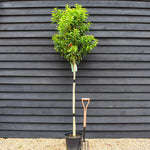 Prunus lusitanica 'Myrtifolia' | Portuguese Laurel - Tree - Clear Stem 120cm - Height 200-210cm - Girth 8-10cm - 25lt