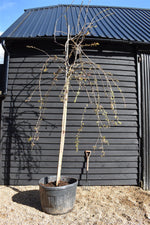 Prunus Kiku Shidare Zakura | Weeping Oriental Cherry - Girth 20cm - 350cm - 160lt
