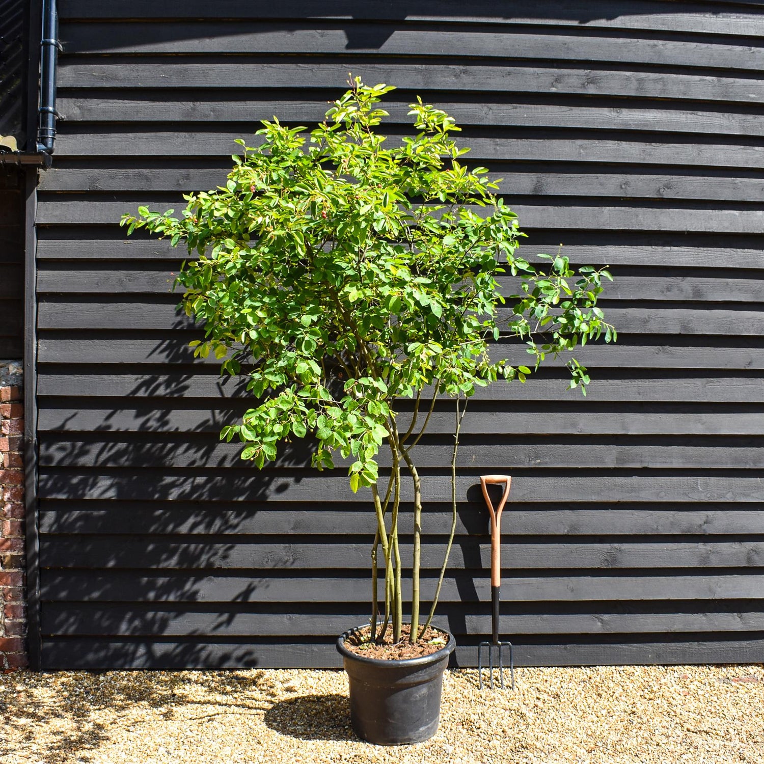 Juneberry | Amelanchier lamarckii - Multistem - Height 240-260cm - 45lt