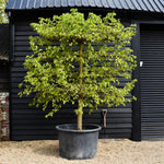 Morus Nigra - Black Mulberry Tree - Espalier - 4 Branched - Height 280-290cm - Width 280-300cm - 450lt