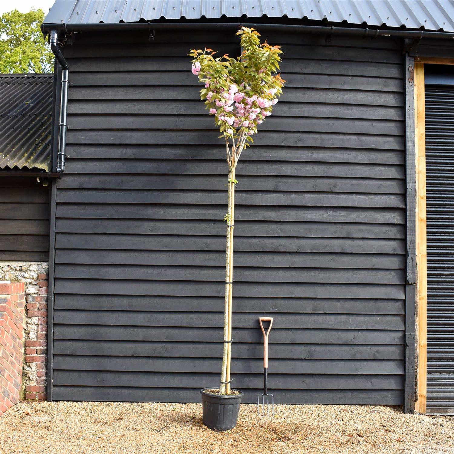 Prunus 'Kanzan' Standard | Cherry ‘Kanzan’ - Standard - Girth 8-10cm - Height 310-330cm - 30lt