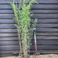 Fargesia nitida 'Pillar' | Black Pearl Bamboo - 140-160cm - 10lt