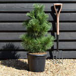 Pinus thunbergii 'Thunderhead' - Height 80-90cm - 15lt