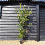 Zelkova Serrata - Feathered - Girth 10-14cm - Pot Grown - Height 150-220cm - 10lt