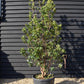 Arbutus Unedo | Strawberry Tree - Multistem - 260cm, 130lt