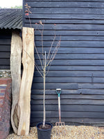 Prunus 'Okame' (cherry 'Okame') | Taiwan Cherry - 200-250cm, 20lt