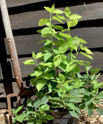 Philadelphus Coronarius Aureus - 55-100cm - 10lt