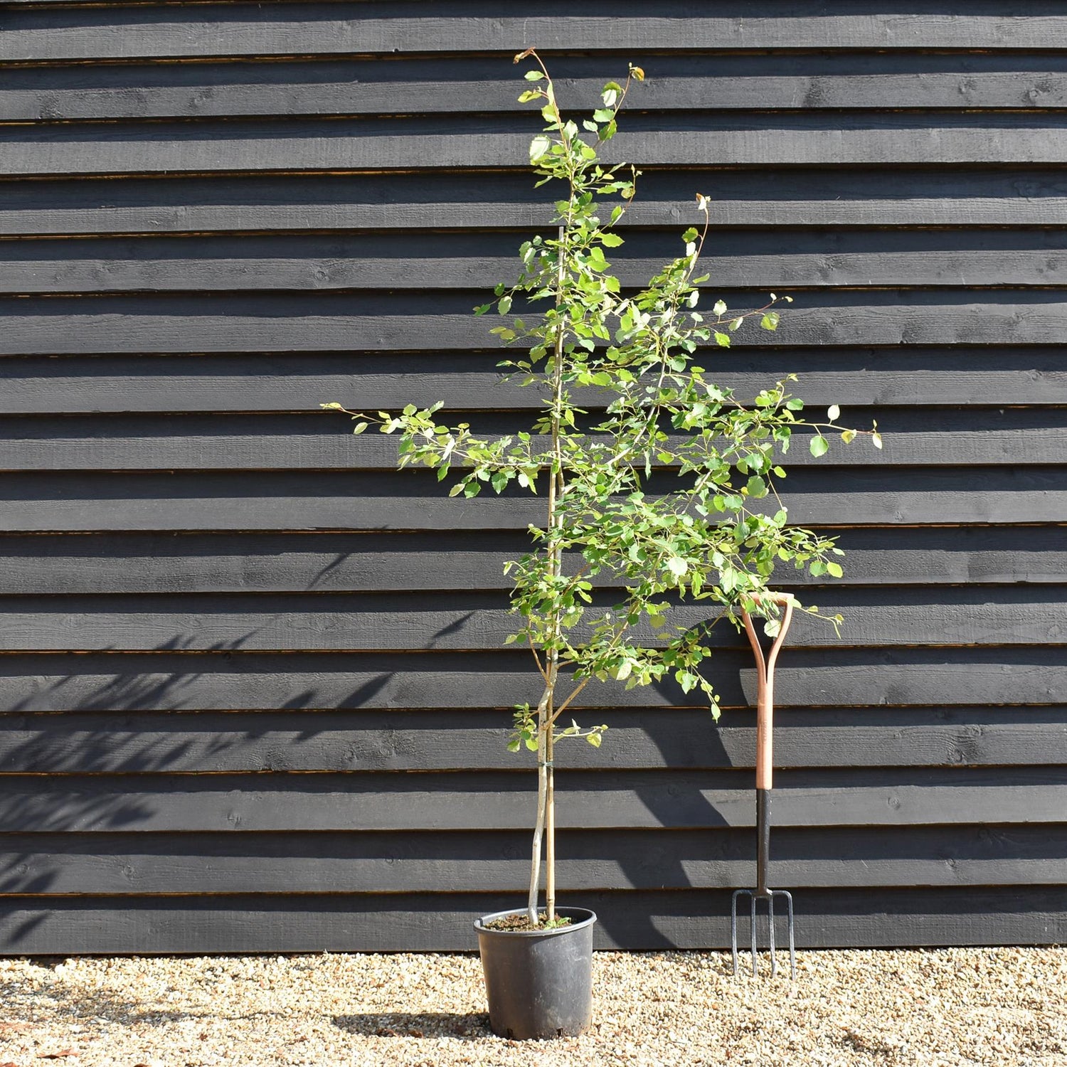 Sorbus cashmiriana | Kashmir Rowan - 135-145cm, 10lt