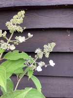 Hydrangea paniculata Kyushu - Shrub - Height 15-20cm - 2lt