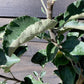 Apple tree 'Lord Lambourne' | Malus domestica - M26 - Dwarfing - 140-150cm - 10lt
