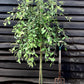 Salix caprea Pendula | Weeping Pussy Willow - 180-220cm - 12lt