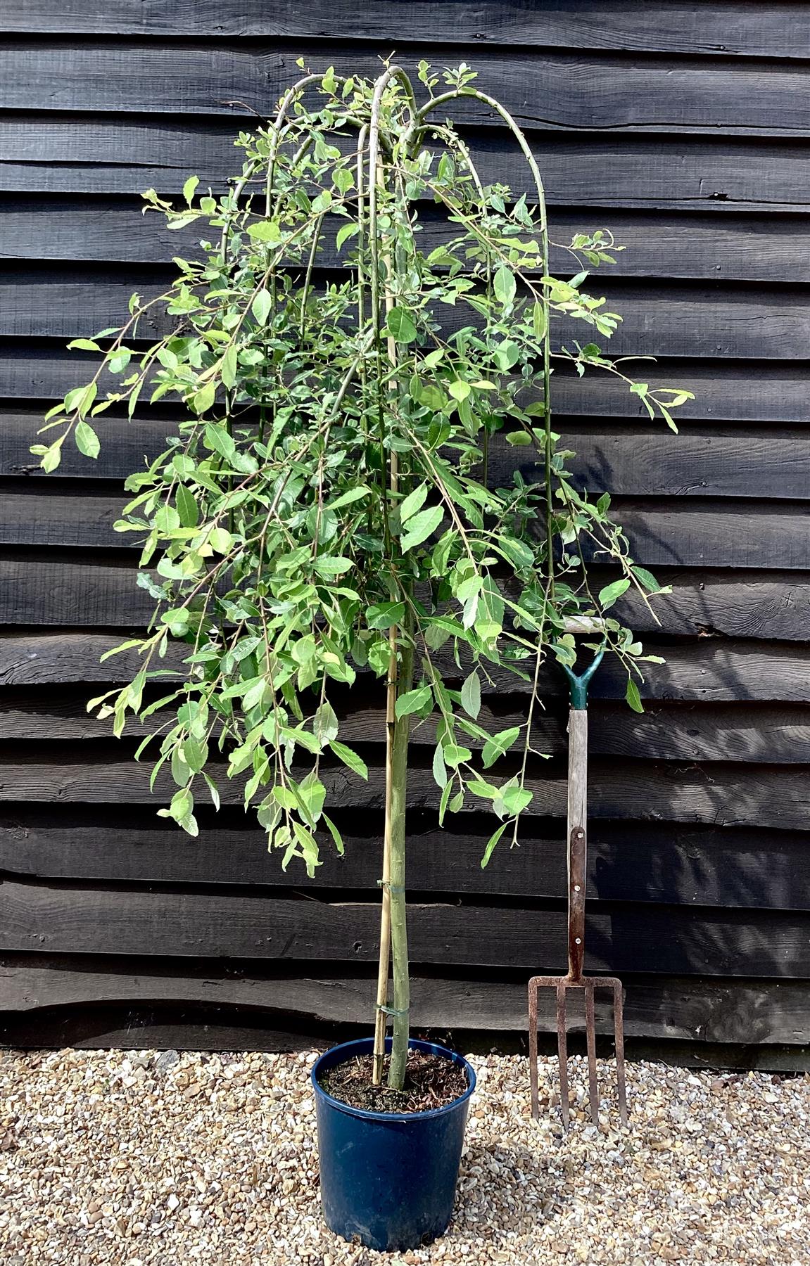 weeping willow house plant Salix caprea Pendula | Weeping Pussy Willow - 180-220cm