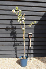 Apple tree 'Katy' | Malus domestica - MM106 - Semi-Dwarfing - 150-160cm - 10lt